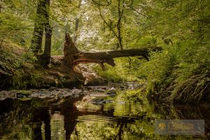 Fallen tree reflections
